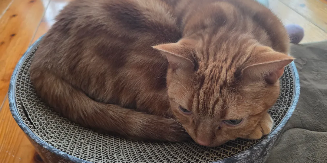 Astroのreference()を使ってマークダウンと外部データを紐付ける